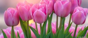 Couleurs tendance et rose moderne : comment réussir un faire-part de naissance fille sans cliché ?