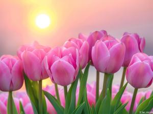  alt="Couleurs tendance et rose moderne : comment réussir un faire-part de naissance fille sans cliché ?"